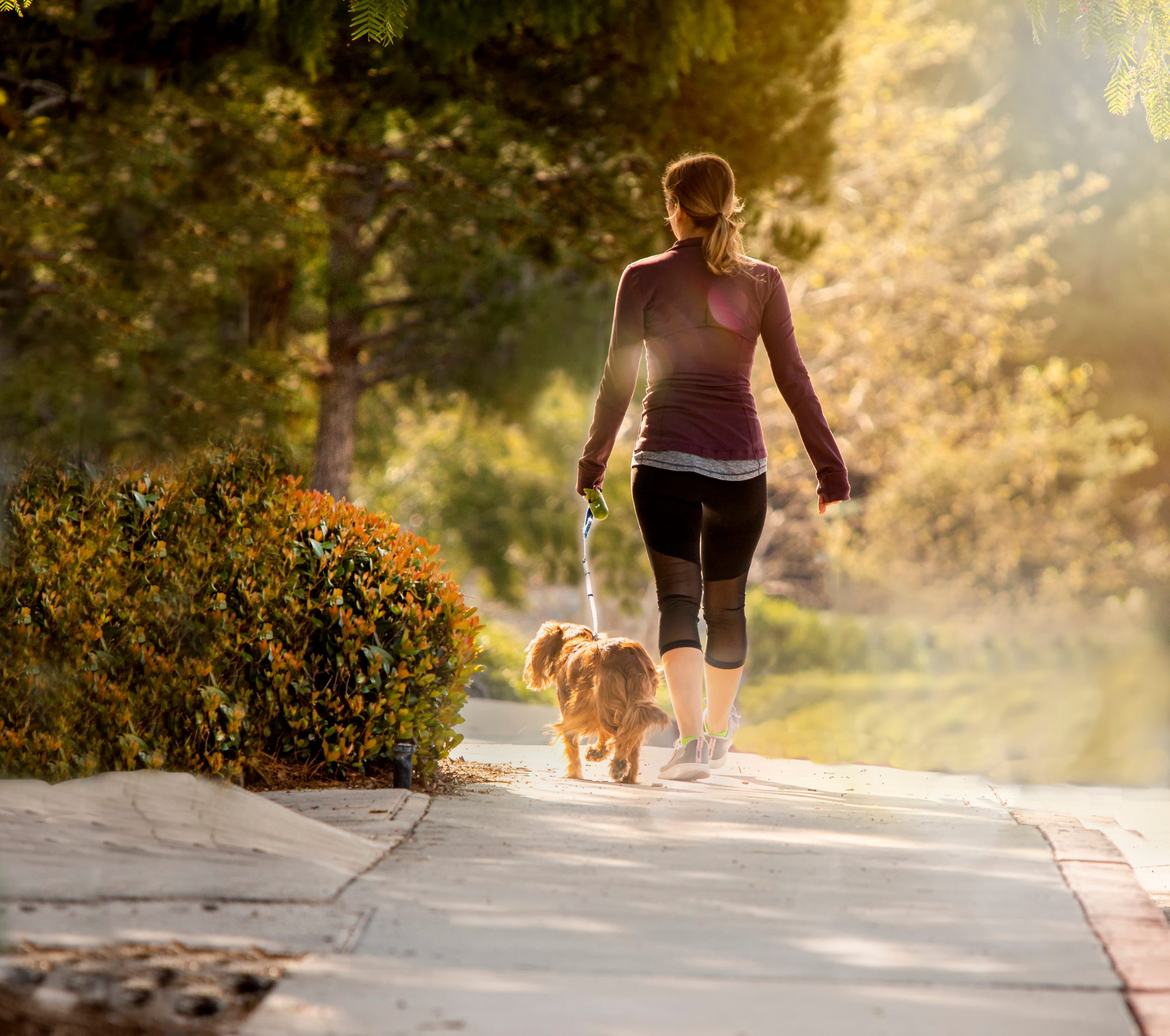 Morning Walk